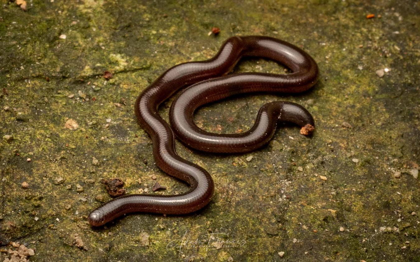 Chùm ảnh: Loài rắn trông như con giun được tìm thấy khắp Việt Nam