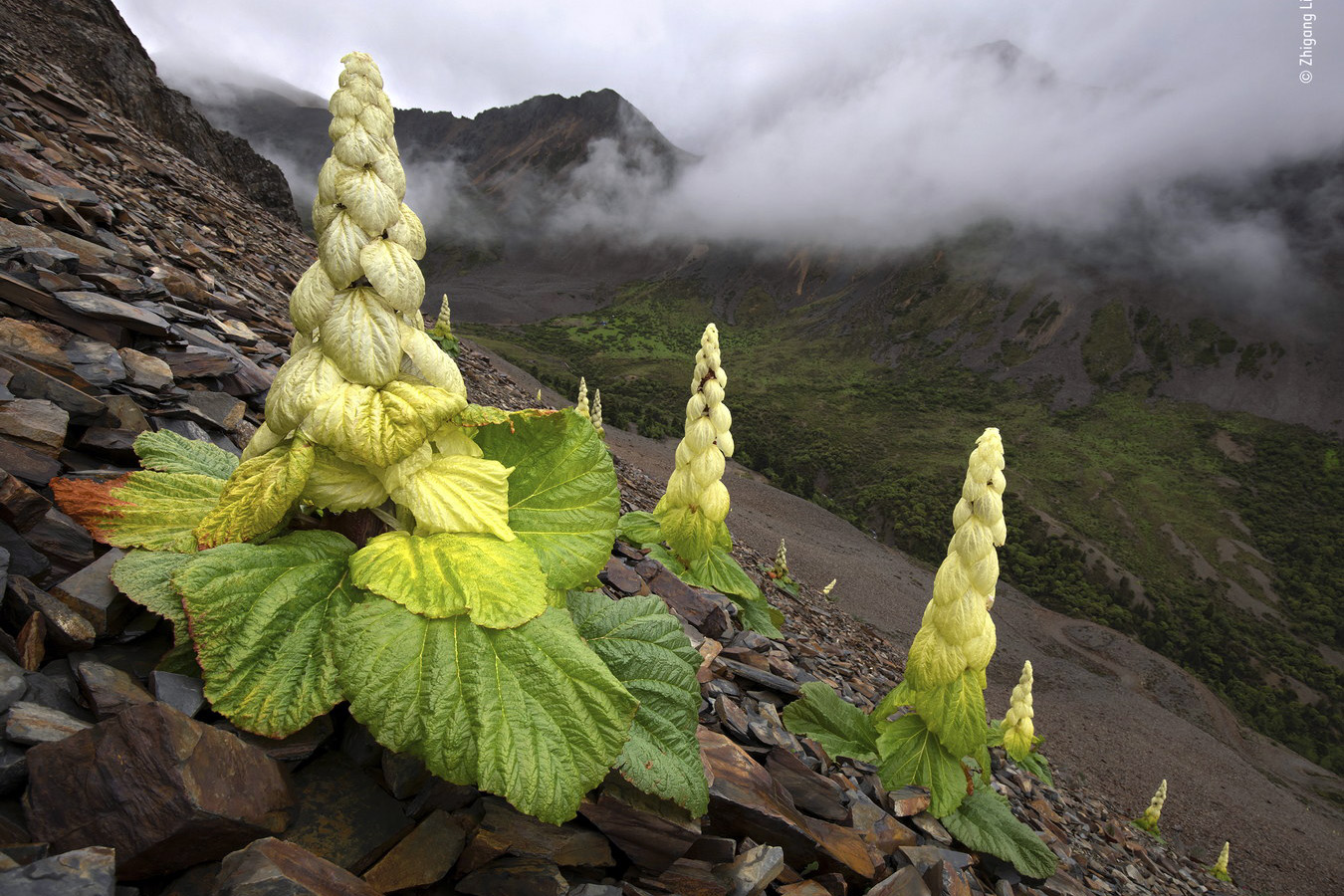 Chùm ảnh: Cận cảnh loài thực vật ấn tượng nhất dãy Himalaya