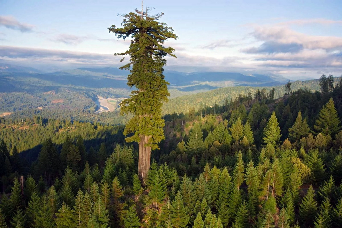 Chùm ảnh: Chiêm ngưỡng cây cổ thụ cao nhất thế giới