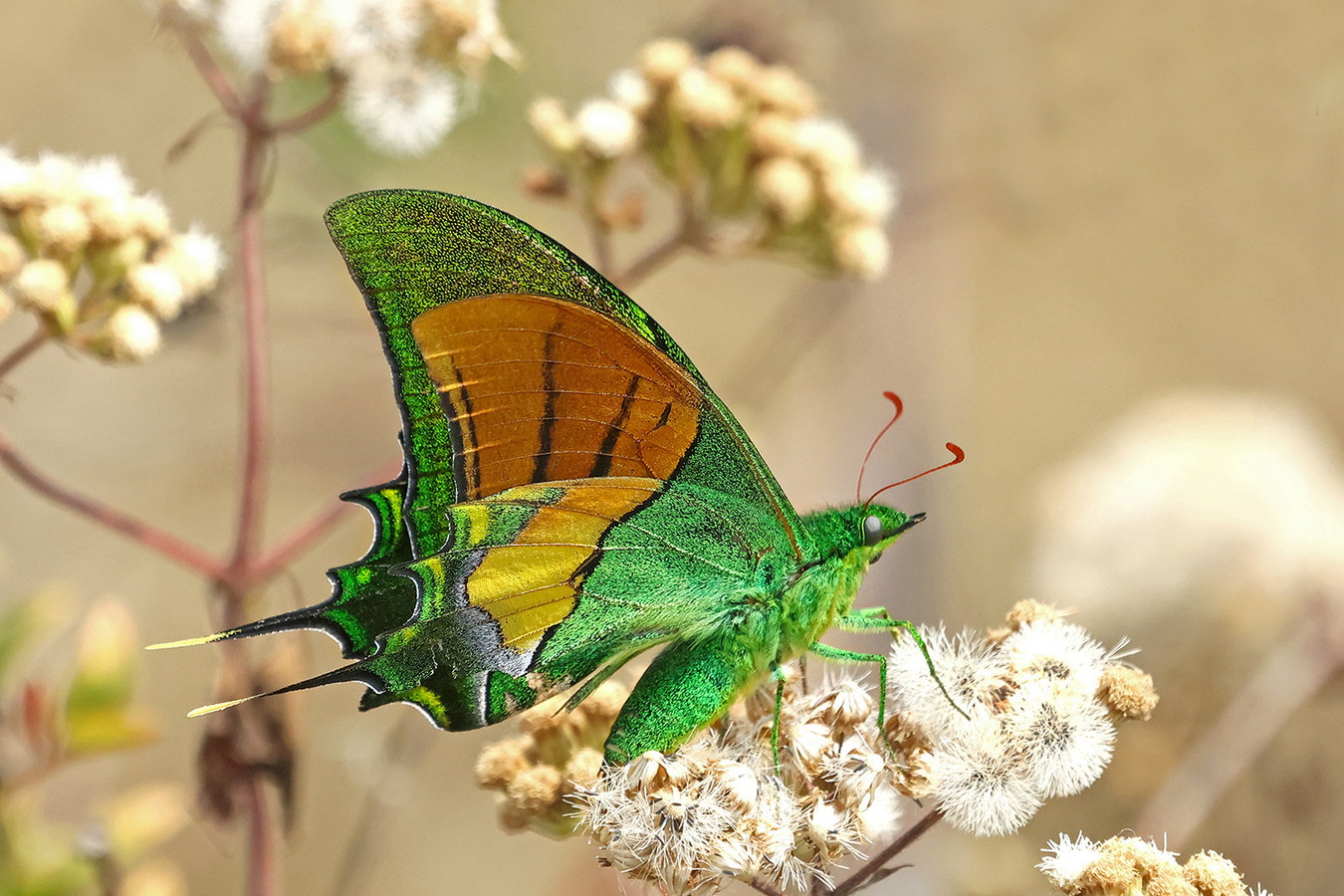 Chùm ảnh: Loài bướm hiếm, đẹp và đắt giá bậc nhất Việt Nam