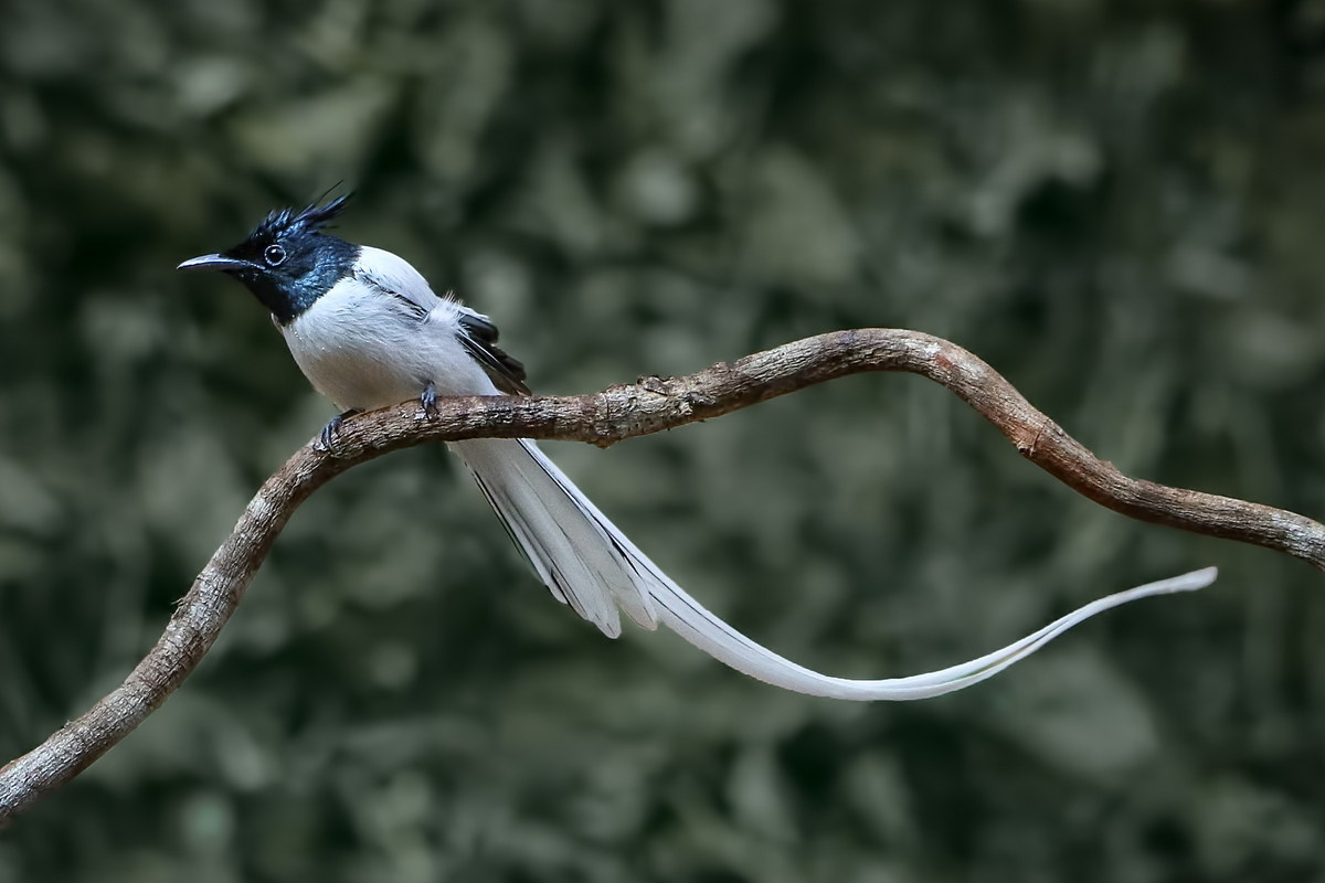 Chùm ảnh: Vẻ đẹp của loài chim thiên đường đuôi phướn Việt Nam