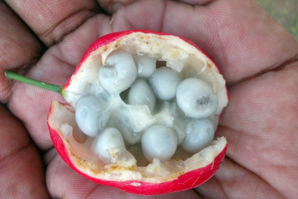Chùm ảnh: 5 loại quả đáng sợ, ăn vào chết như chơi ở Việt Nam