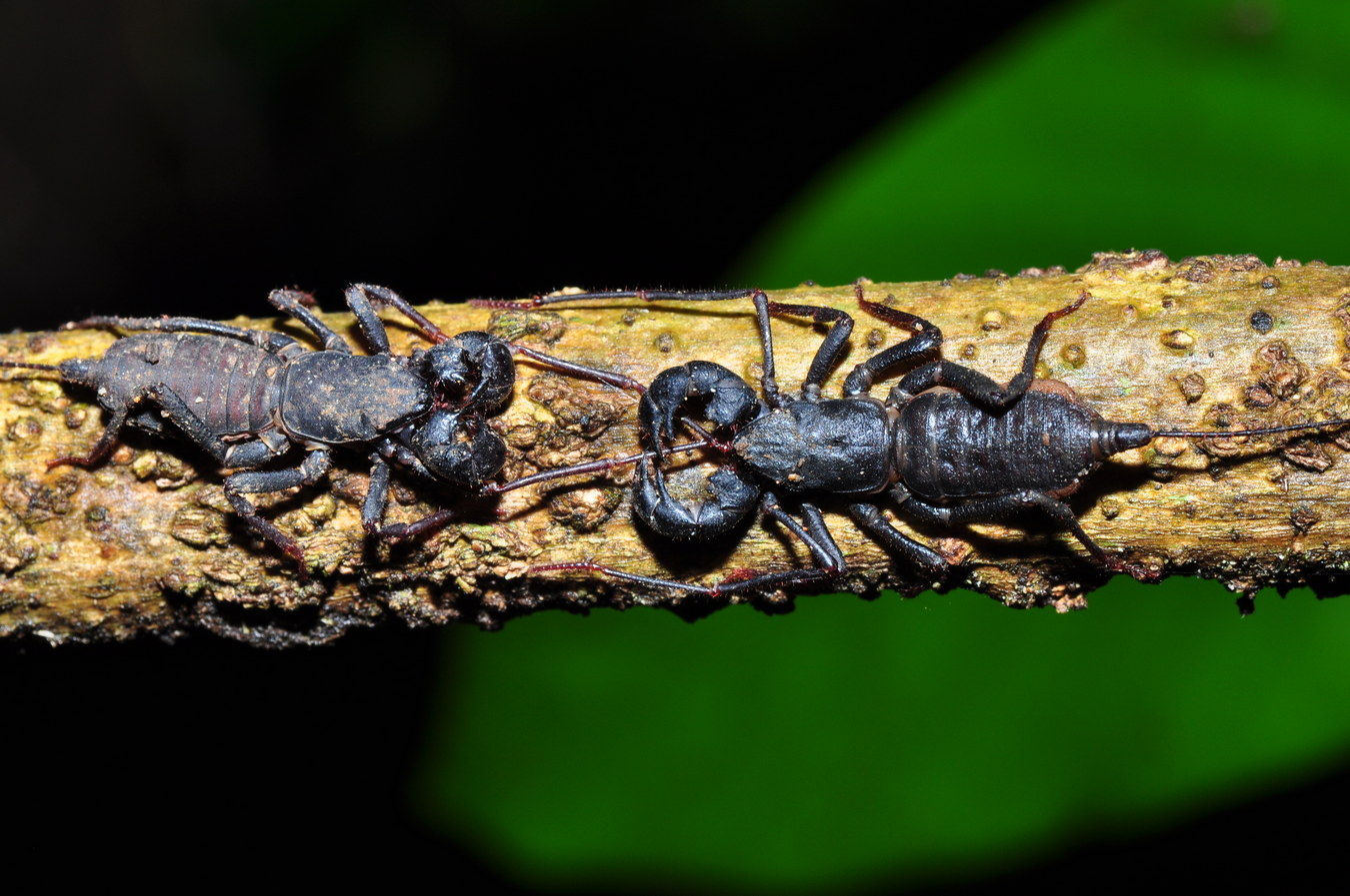 Chùm ảnh: Loài bọ cạp phun axít khiến kẻ thù bỏ chạy, Việt Nam có đầy