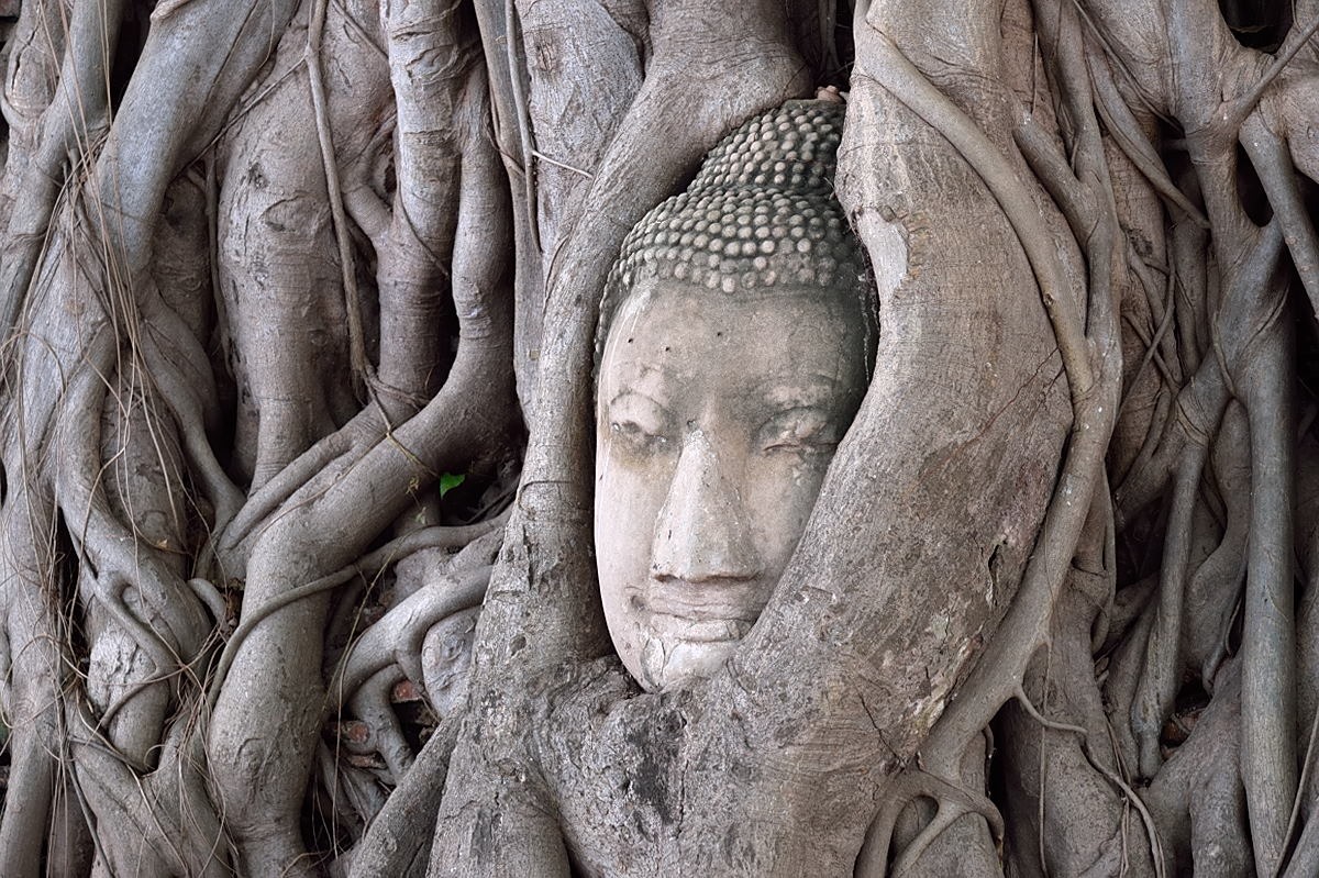 Chùm ảnh: Tượng Phật 700 tuổi ẩn mình trong gốc cây cổ thụ