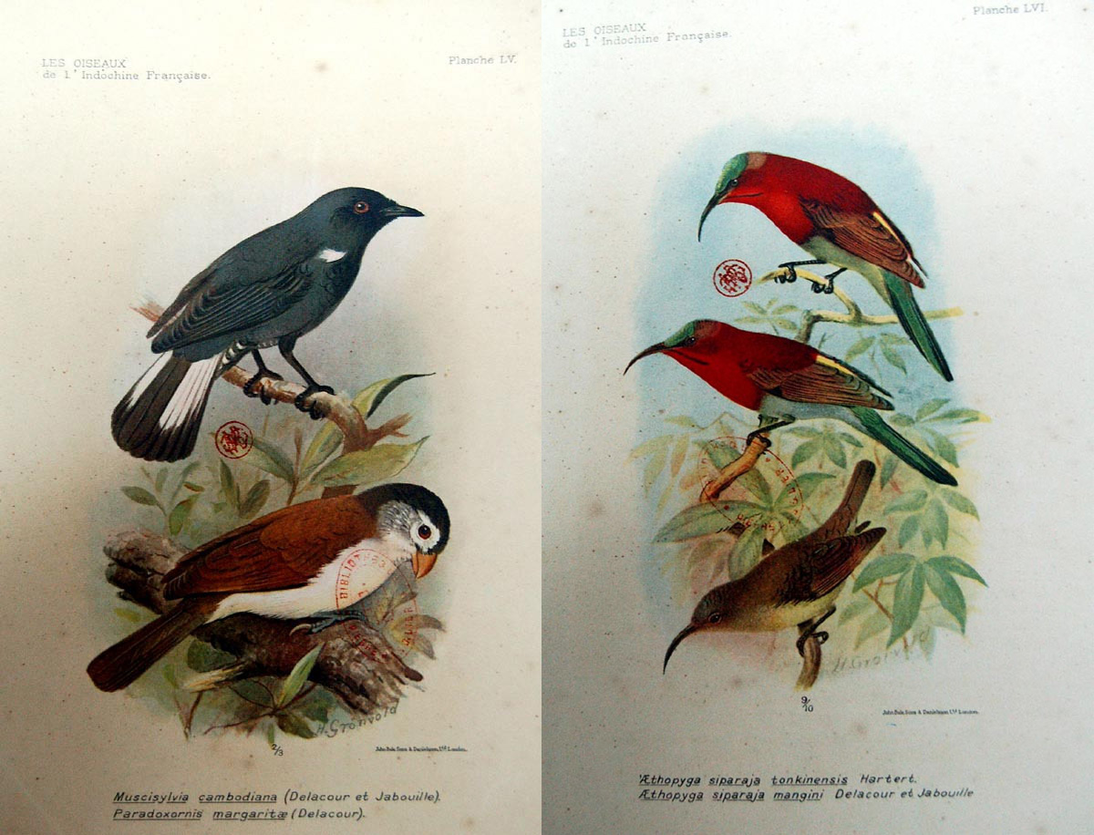 Bộ Tranh Kỳ Thú Về Các Loài Chim Ở Xứ Đông Dương Một Thế Kỷ Trước
