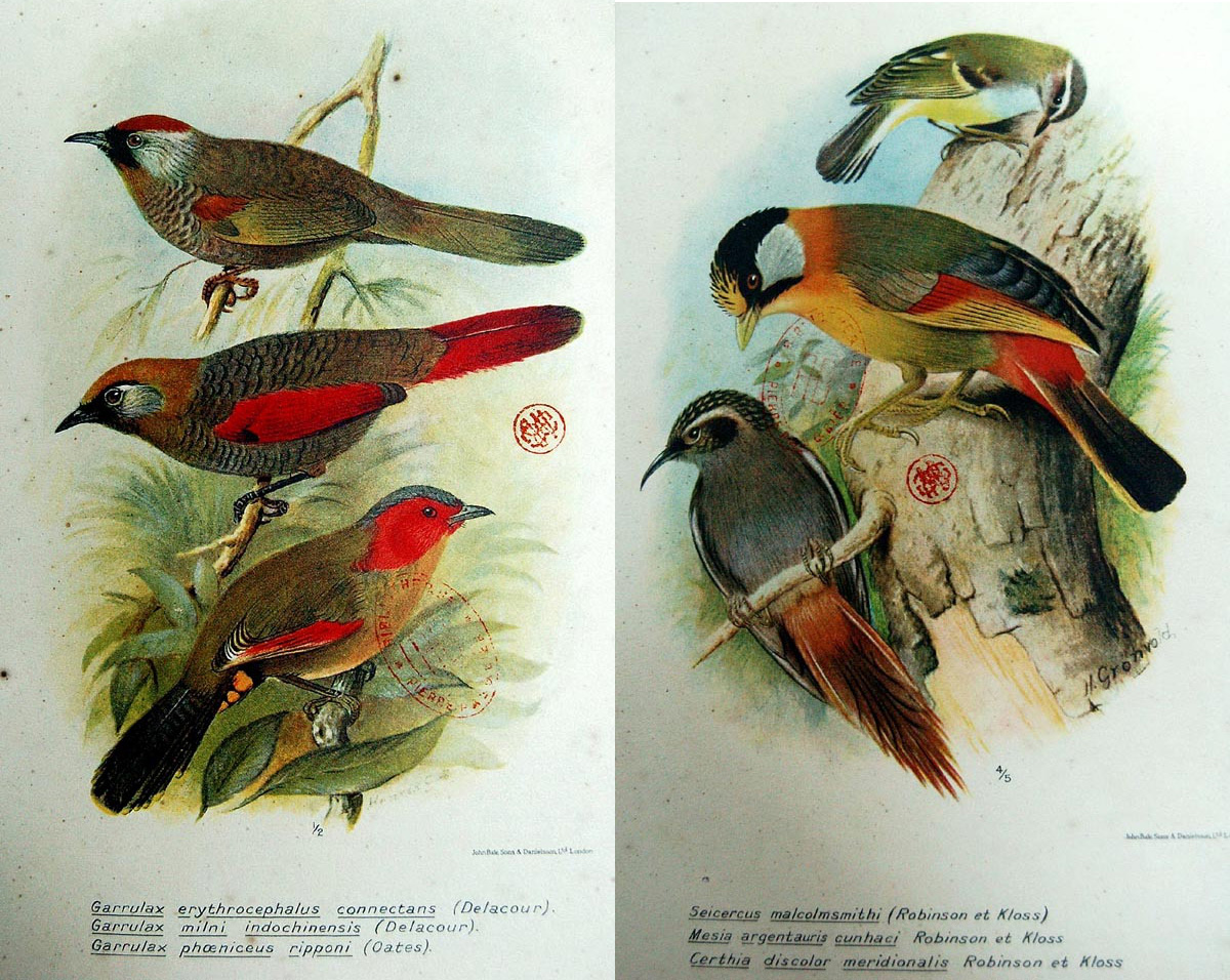 Bộ Tranh Kỳ Thú Về Các Loài Chim Ở Xứ Đông Dương Một Thế Kỷ Trước -  Redsvn.Net